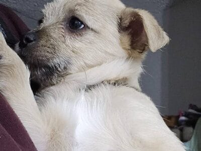 Terrier mix
