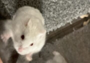 Sweet 9 month old white male hamster Russian dwarf