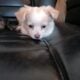 Shorkie puppy