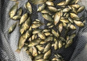 Tilapia (Blue) Fingerlings 25 count