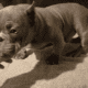 Micro American bully