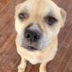 Sweet, calm dog looking for a great home!