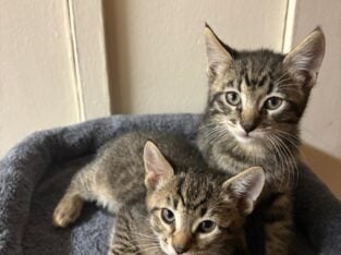 Male Kittens