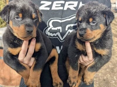Rotterman Puppies Rottweiler Doberman 10 weeks old