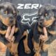 Rotterman Puppies Rottweiler Doberman 10 weeks old