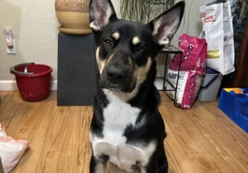 Rehoming due to illness
