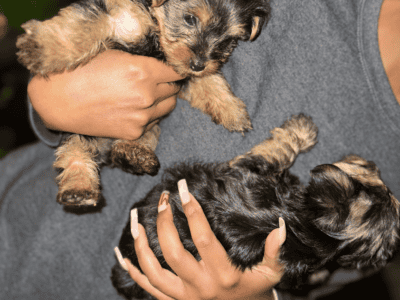Yorkie puppies