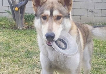 Beautiful Husky German Shephard