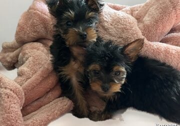Yorkie