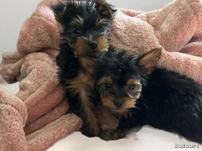 Yorkie