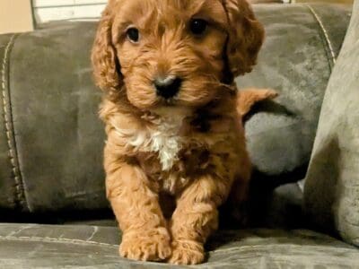 Beautiful and Sweet – Pumpkin