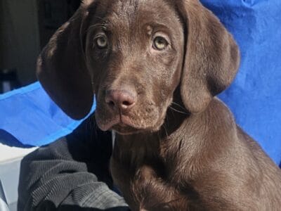 Chesapeake bay retriever puppies