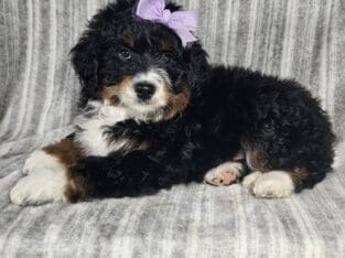 Mini bernedoodle puppy Bailey