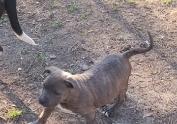 Blue brindle male