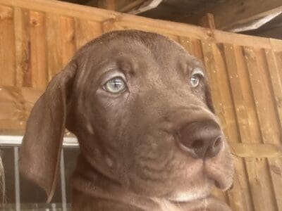 Akc Great Dane pups