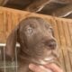 Akc Great Dane pups
