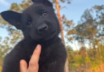 AKC German Shepherd Puppies