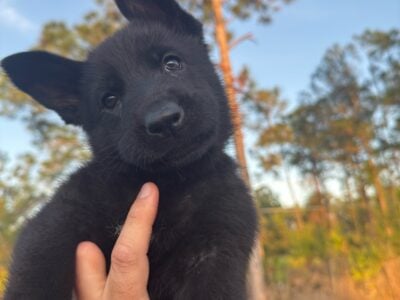 AKC German Shepherd Puppies