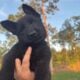 AKC German Shepherd Puppies