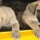 English mastiff pups