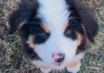 Australian Mountain dog pup Blossom