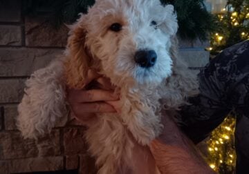 F1B GOLDENDOODLE Tan