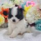 Purebred Pomeranian puppies