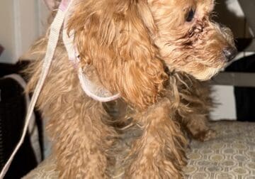 Redd Poodle