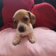 Dachshound 2 female and 2 males that are pieball