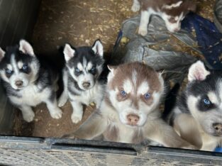 Full blooded husky puppies