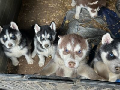 Full blooded husky puppies