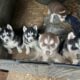 Full blooded husky puppies