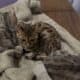 Purebred Bengal Kittens (Fixed and Vaccinated)