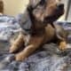Mini Female Dachshund