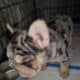 Merle big rope french bulldog