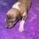 AKC Rough collies ready for homes April 10th 2025