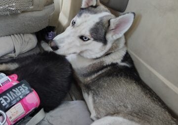 Blue eye husky