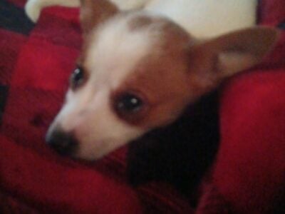 Teacup chihuahua cuz