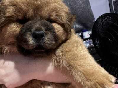 Chow chow puppies