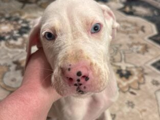 Black collar puppy