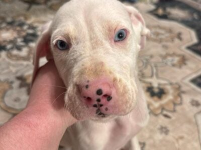 Black collar puppy