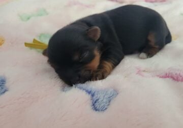 Puppy 4 Chorkie (Yorkie & Chihuahua)Designer Breed