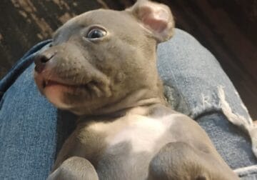 5 American Staffshire Terrier puppies