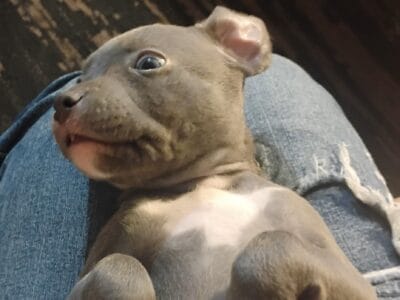 5 American Staffshire Terrier puppies