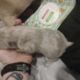 Registered Isabella fluffy French bulldog puppies