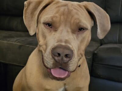 18 Month Pit-Bull