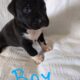 Pit mix