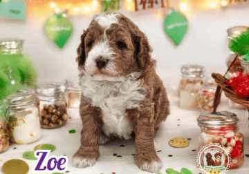 Mini Goldendoodle