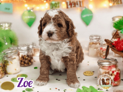 Mini Goldendoodle