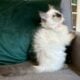 TICA Seal colorpoint male (orange collar)